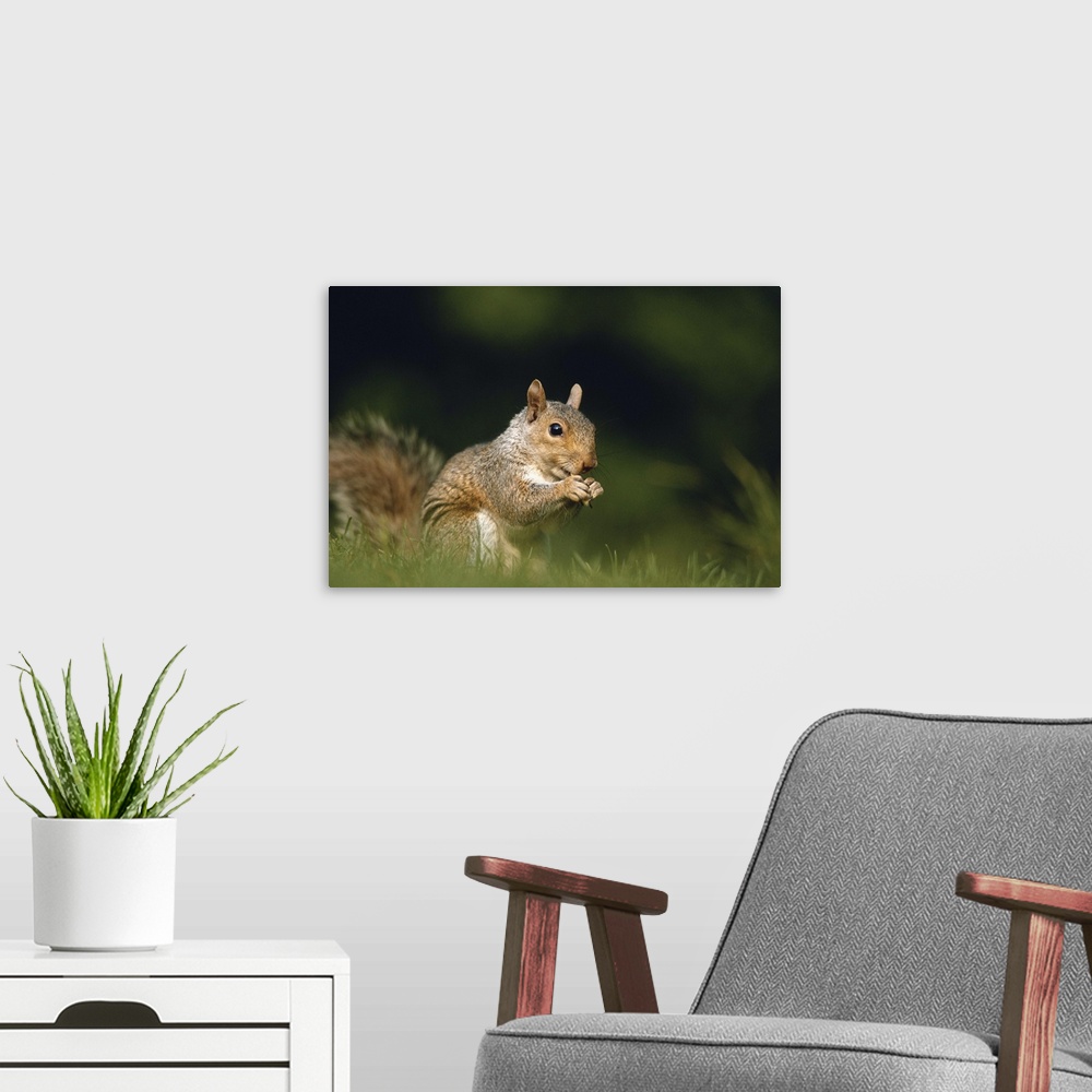 A modern room featuring Squirrel, close-up, ground view