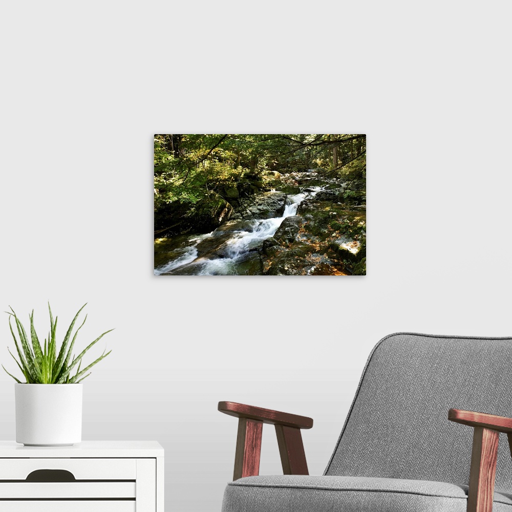 A modern room featuring Stream through forest in the Adirondacks, New York