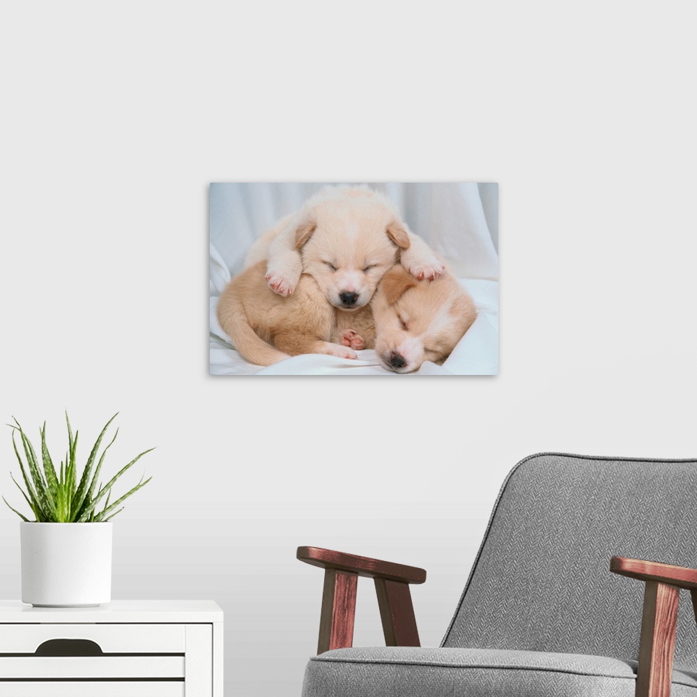 A modern room featuring Studio Shot Of Two Puppies Sleeping