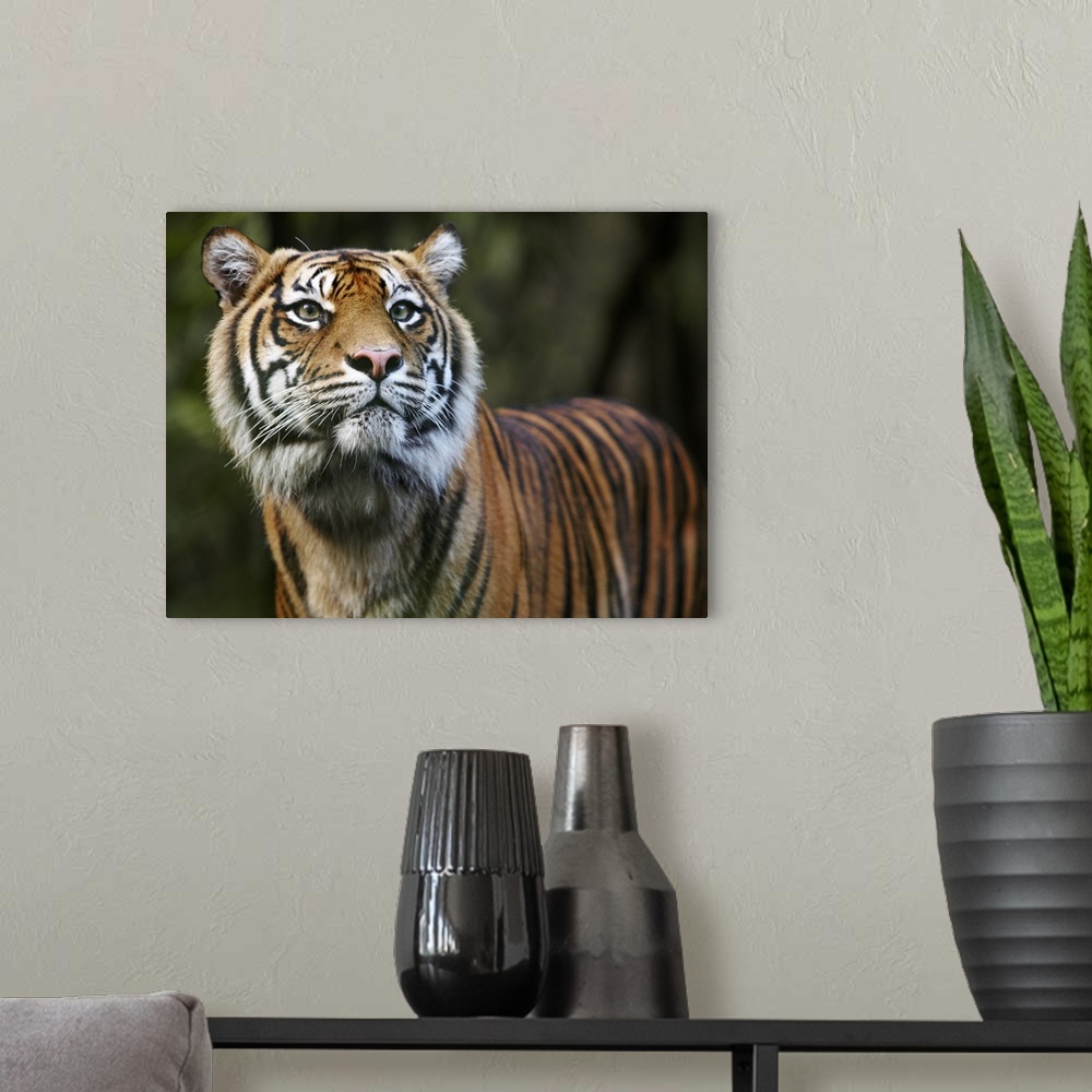 Sumatran Tiger (Panthera tigris sumatrae) Wall Art, Canvas Prints ...
