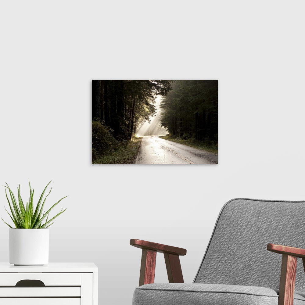 A modern room featuring Light shines on a deserted section of road in the Olympic National Park.