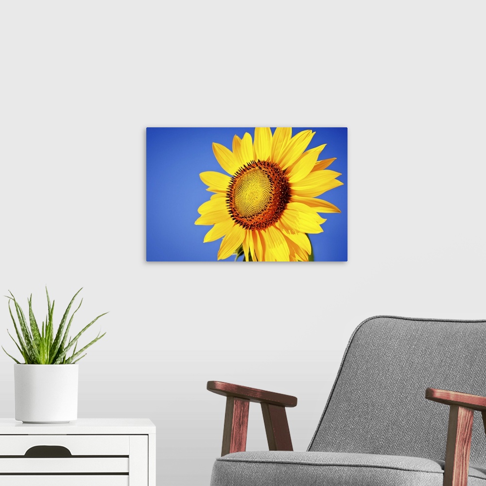 A modern room featuring Sunflower against blue sky.