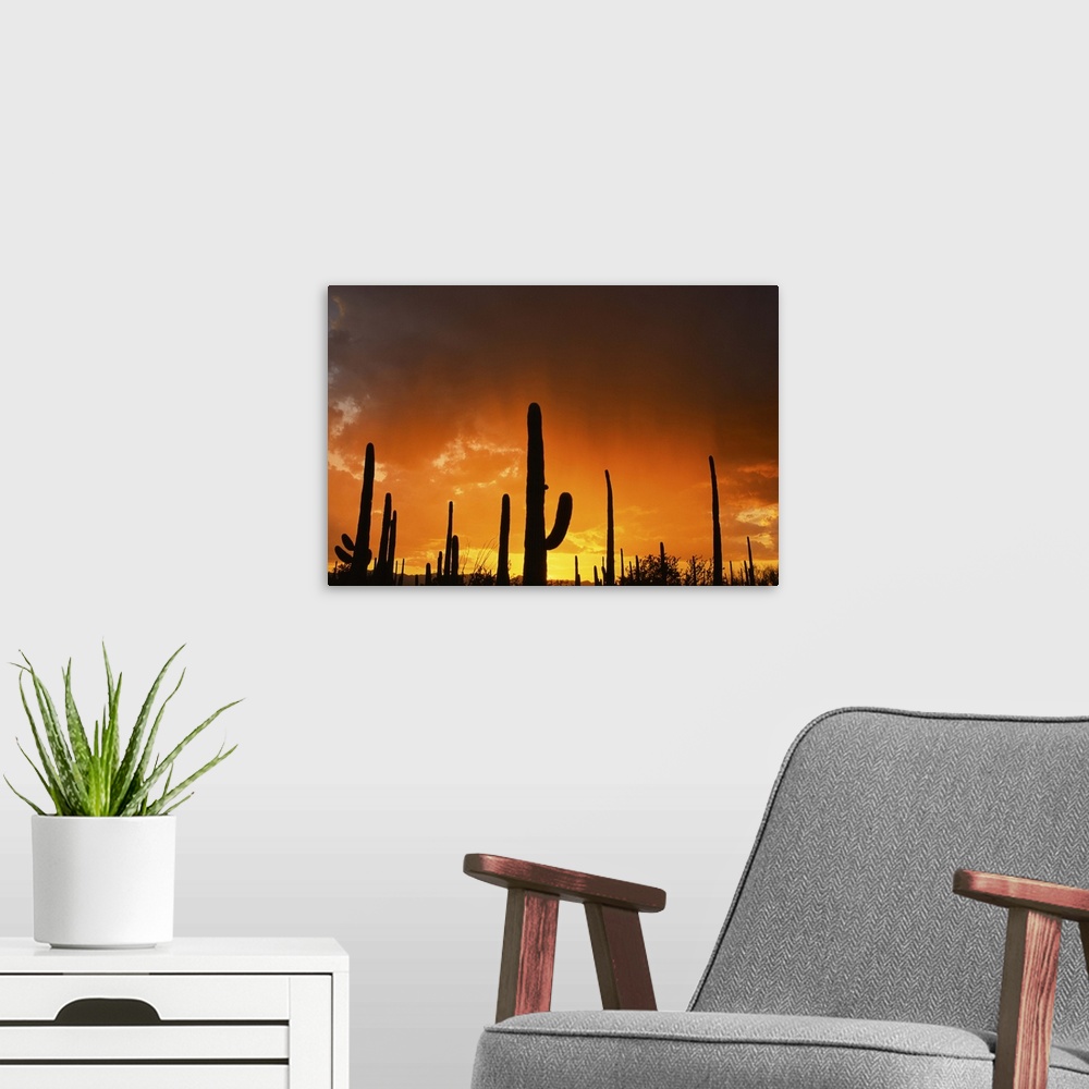Sunset over giant saguaros, Saguaro National Monument, Arizona Wall Art ...