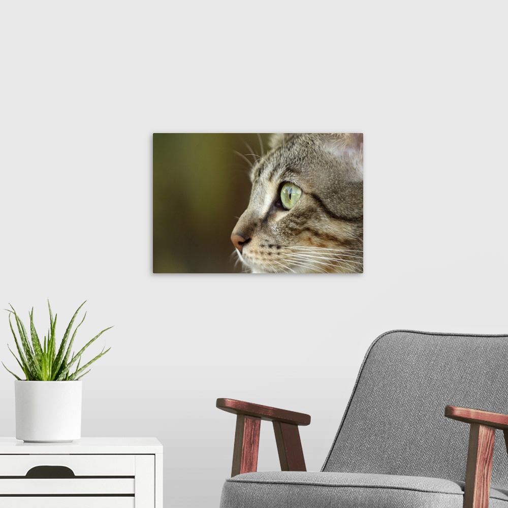 A modern room featuring Tabby staring off into distance.