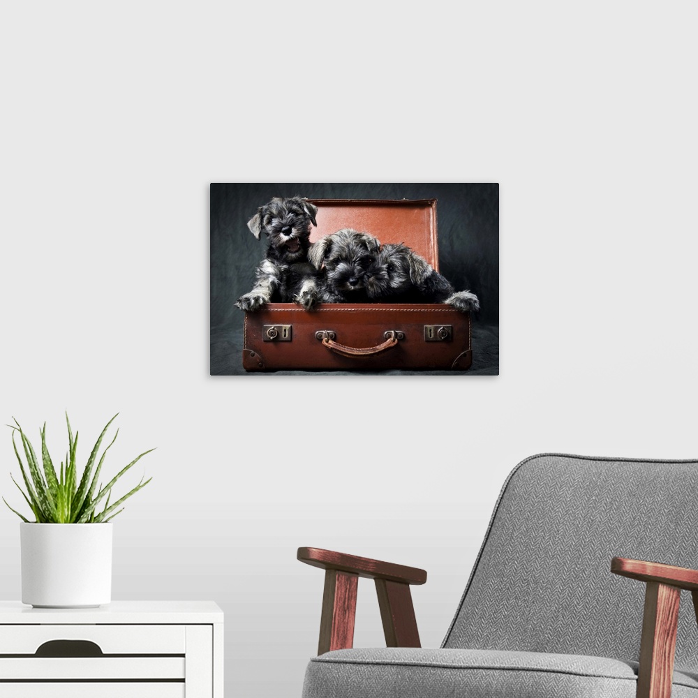 A modern room featuring Three miniature schnauzer puppies in an old and battered, brown leather suitcase.