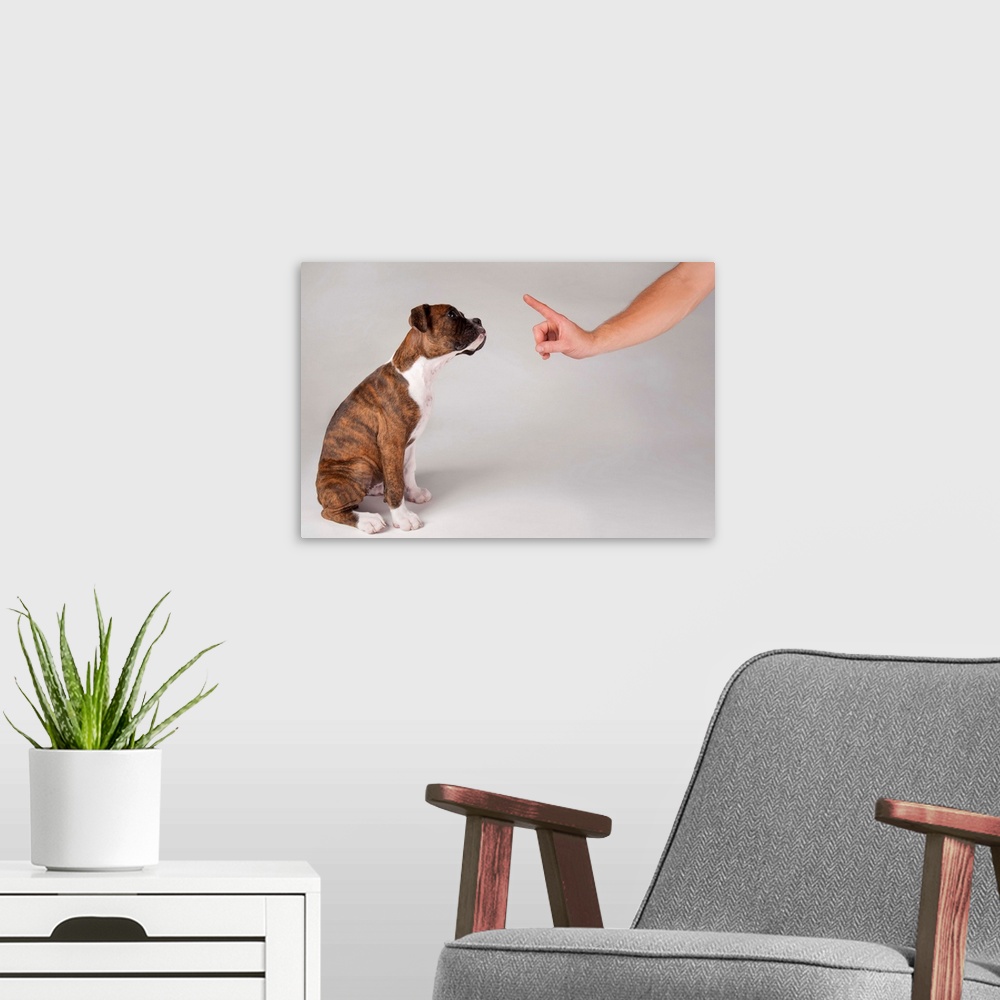 A modern room featuring Training of a puppy Boxer