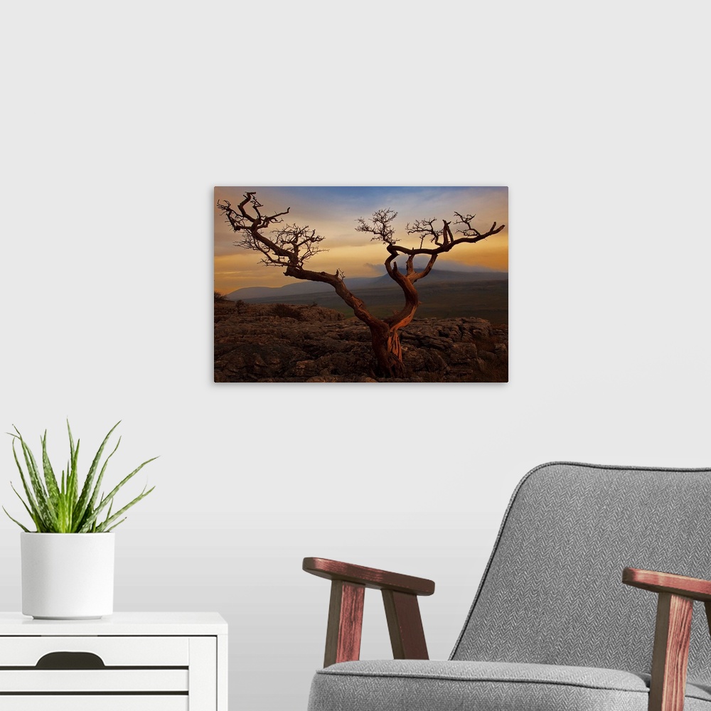 A modern room featuring Tree on top of hill of  Yorkshire Dales.