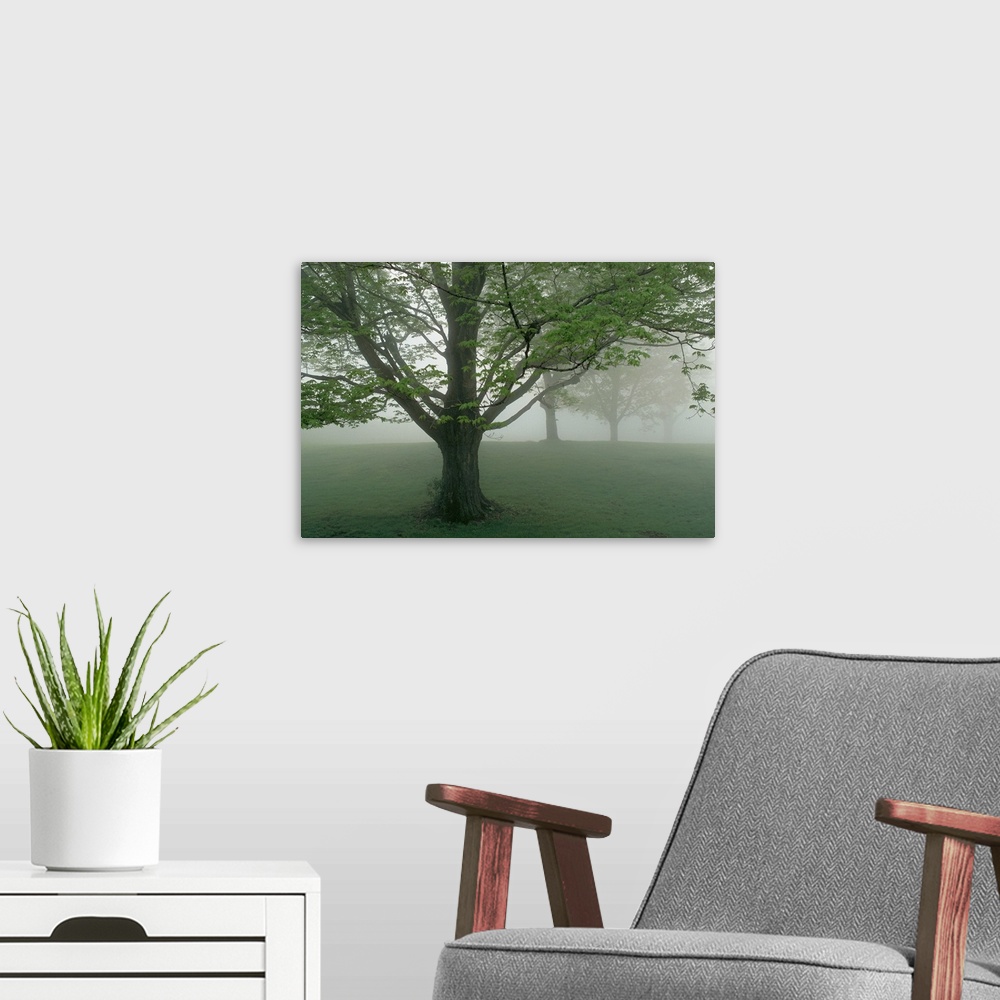 A modern room featuring Trees in fog