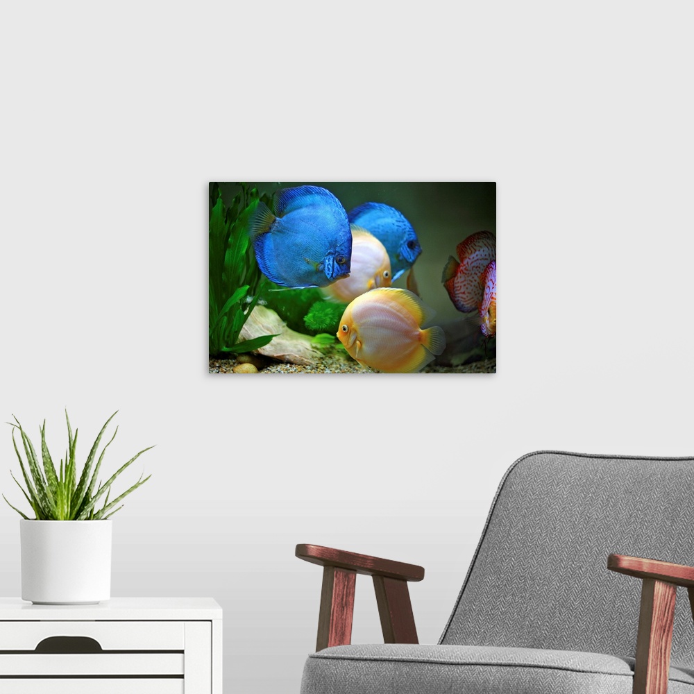 A modern room featuring Tropical Fish in water.