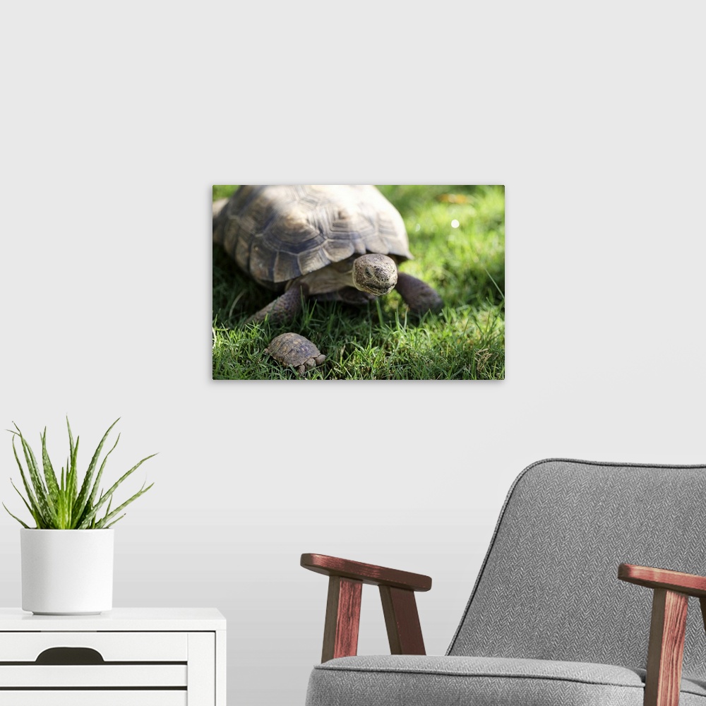 A modern room featuring Turtle and tortoise on green grass.