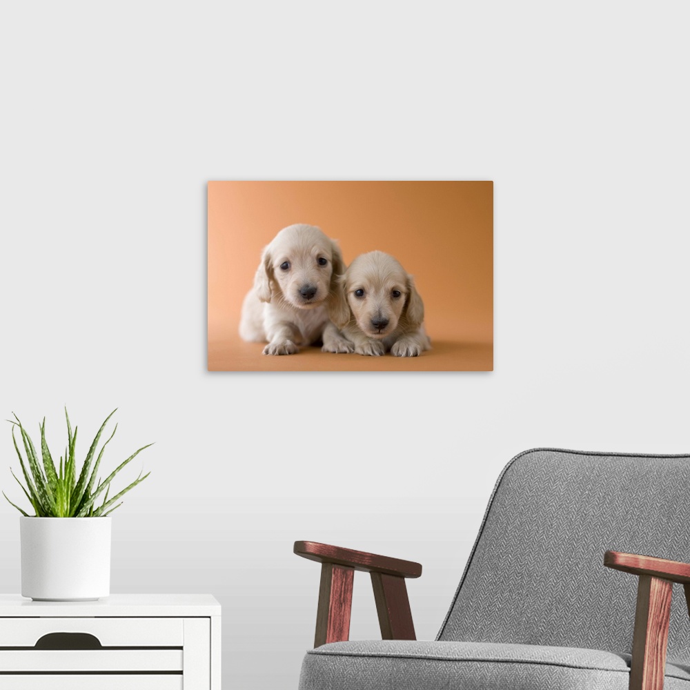 A modern room featuring Two Dachshund Puppies, Japan