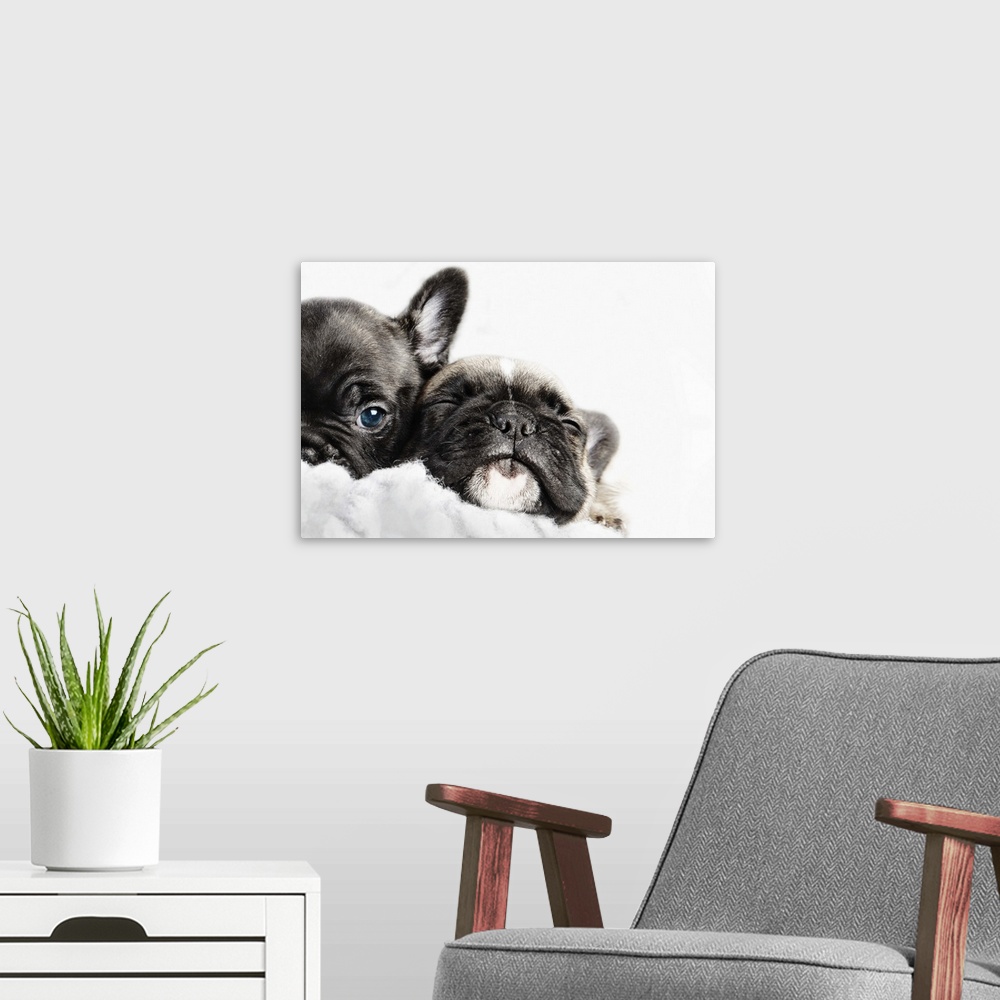 A modern room featuring Two French bulldogs puppies snuggled up together in a white fleece