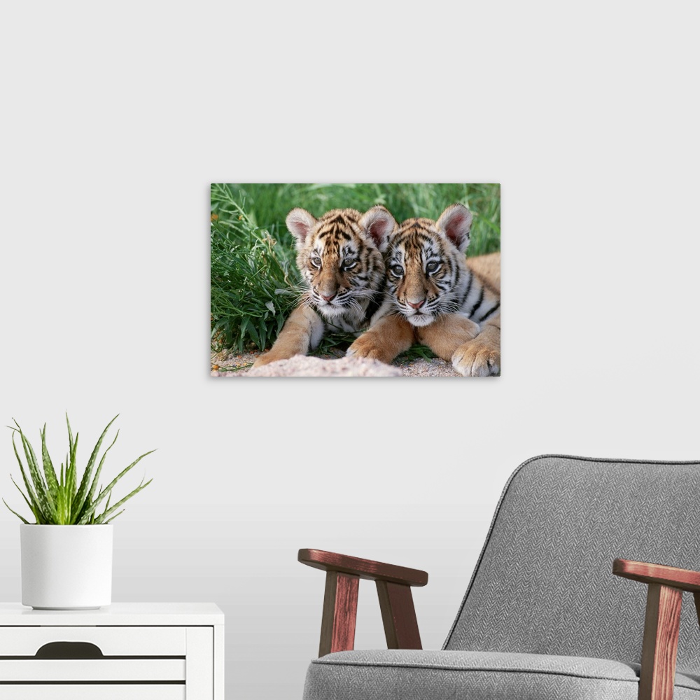 A modern room featuring Two Siberian Tiger Cubs