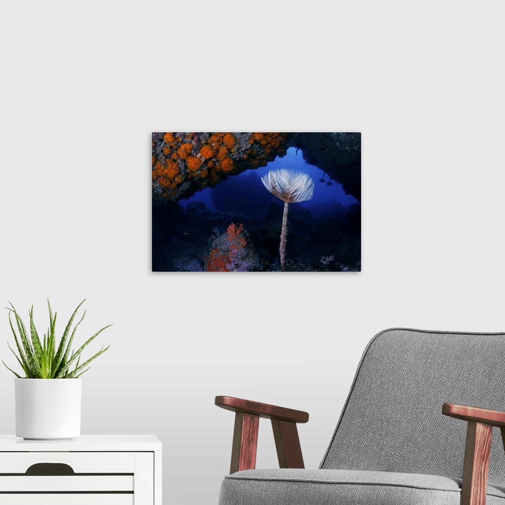 A modern room featuring A beautiful underwater cave full of Astroides calycularis giving the orange hue of the walls. At ...