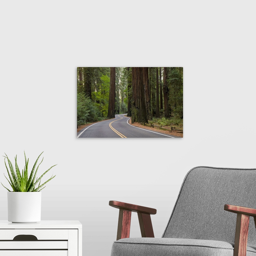 A modern room featuring USA, California, road through Redwood forest