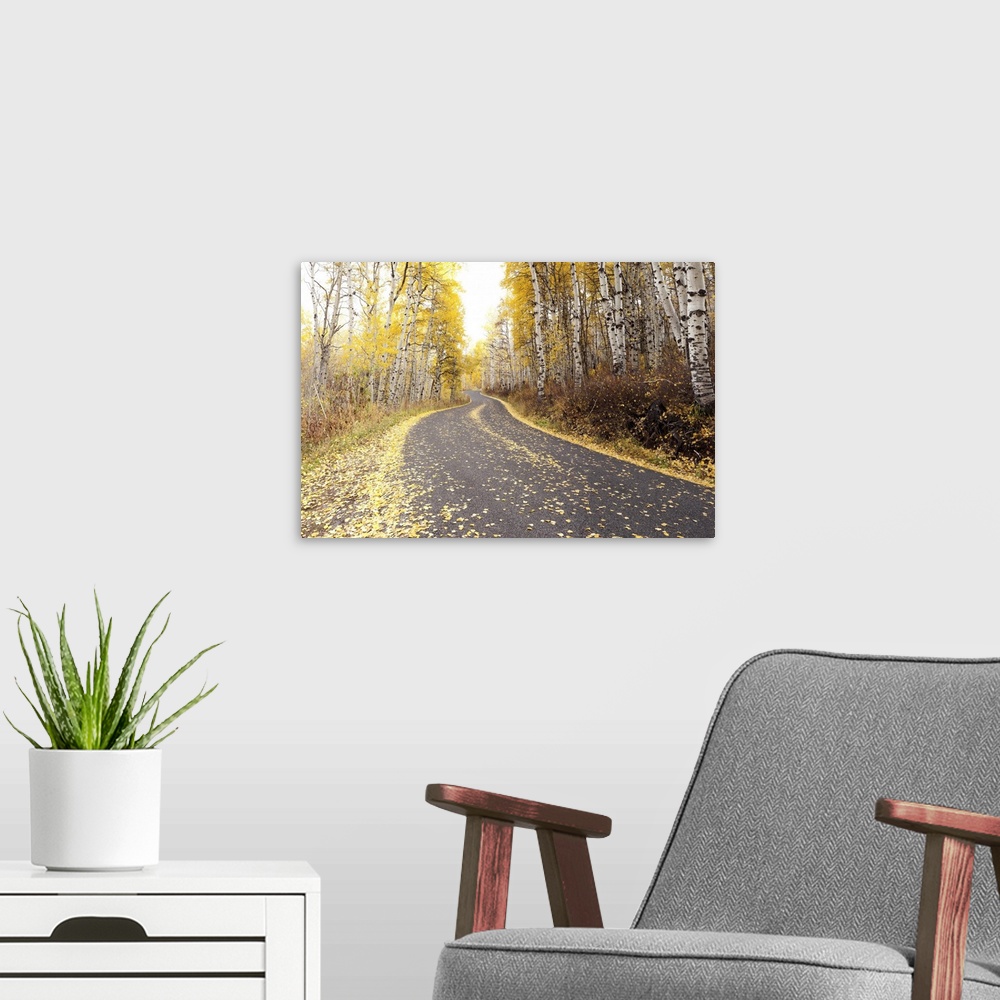 A modern room featuring USA, Utah, Road through forest in autumn