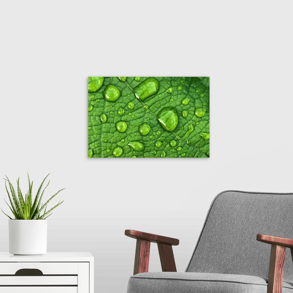 A modern room featuring Water drops on a leaf