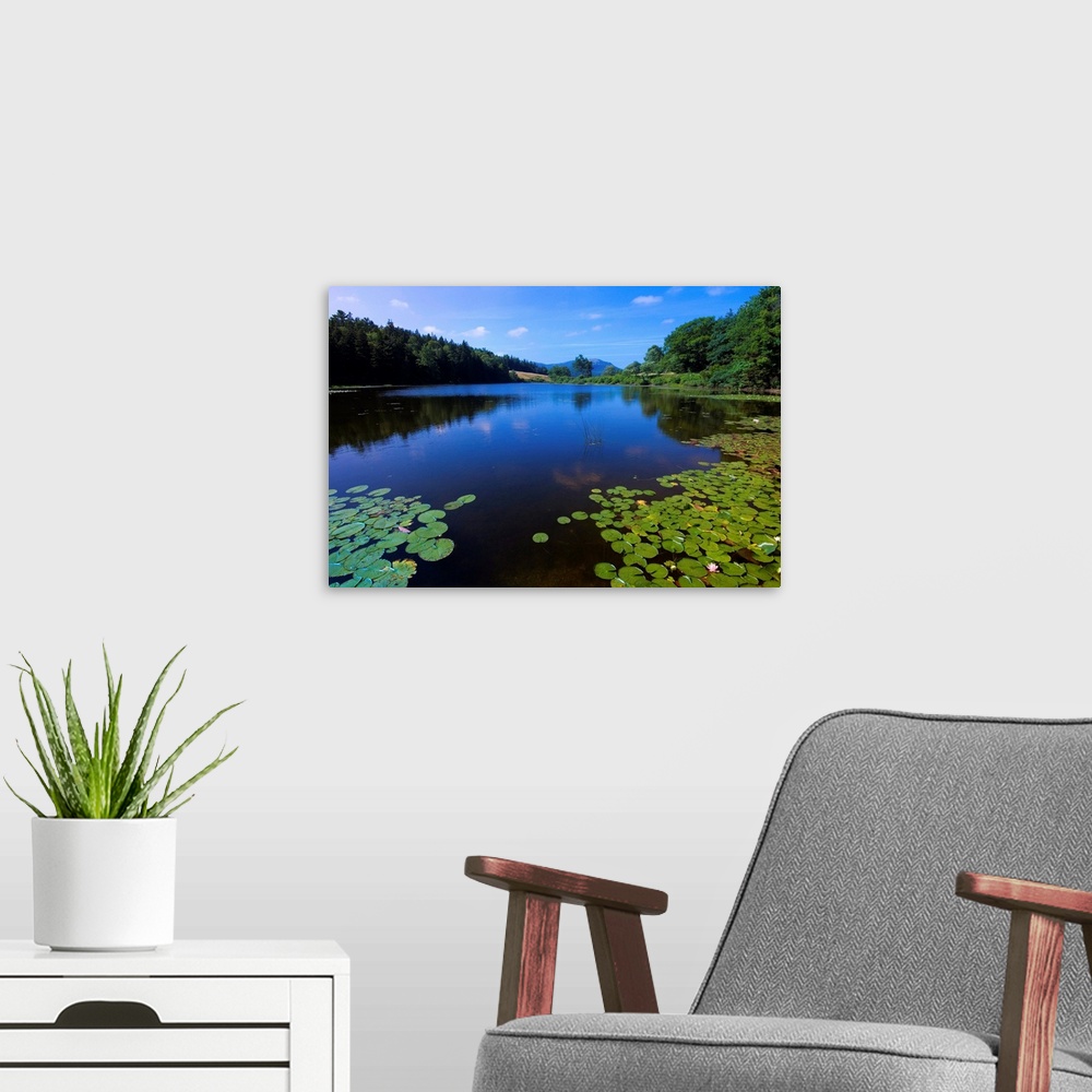 A modern room featuring Water Lilies Growing Near Shore