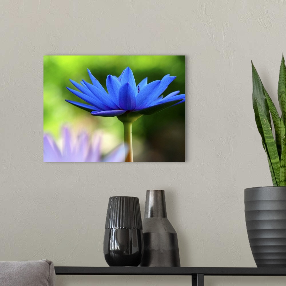 A modern room featuring Blue lotus flower with lush green leaves in bokeh background.