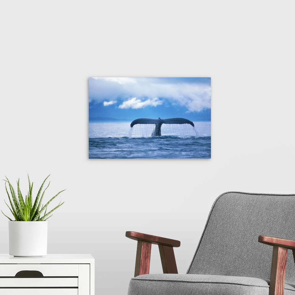 A modern room featuring Whale