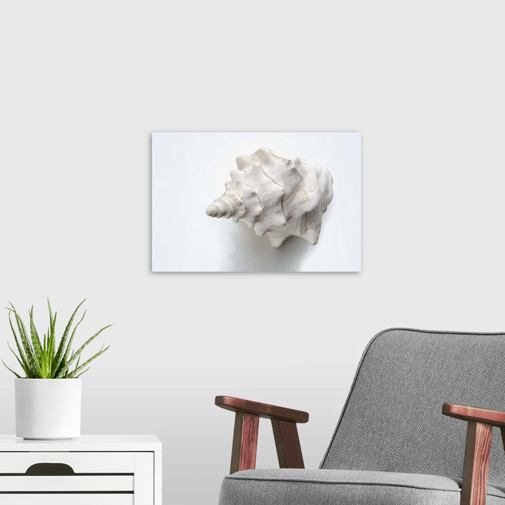 A modern room featuring White conch shell