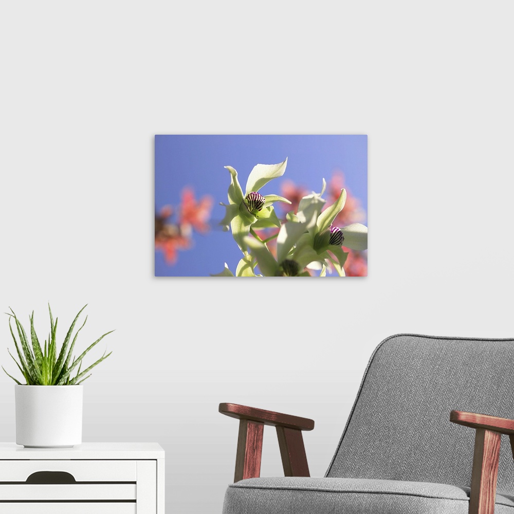 A modern room featuring Close-up of white orchids against a blue sky.