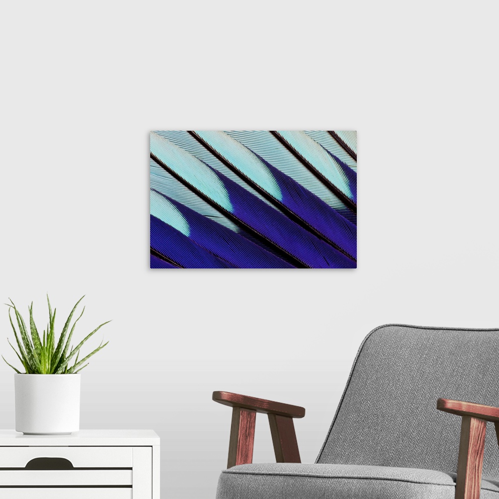 A modern room featuring Wing pattern design of Blue-bellied Roller photographed Sammamish, WA