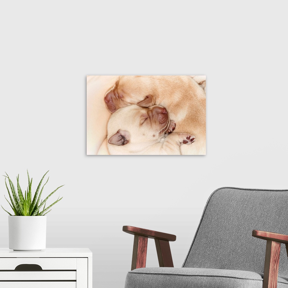 A modern room featuring Yellow Labrador Retriever puppies, 10 days old