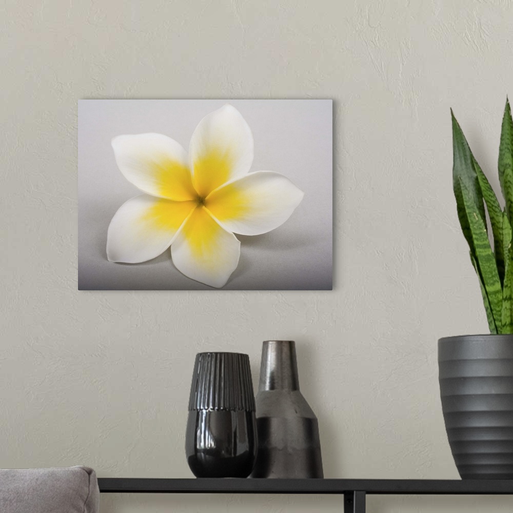 A modern room featuring Studio shot of yellow plumeria on white background.