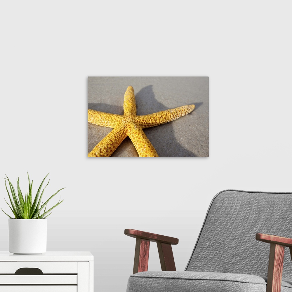 A modern room featuring Yellow starfish on a sandy beach. South Australia.