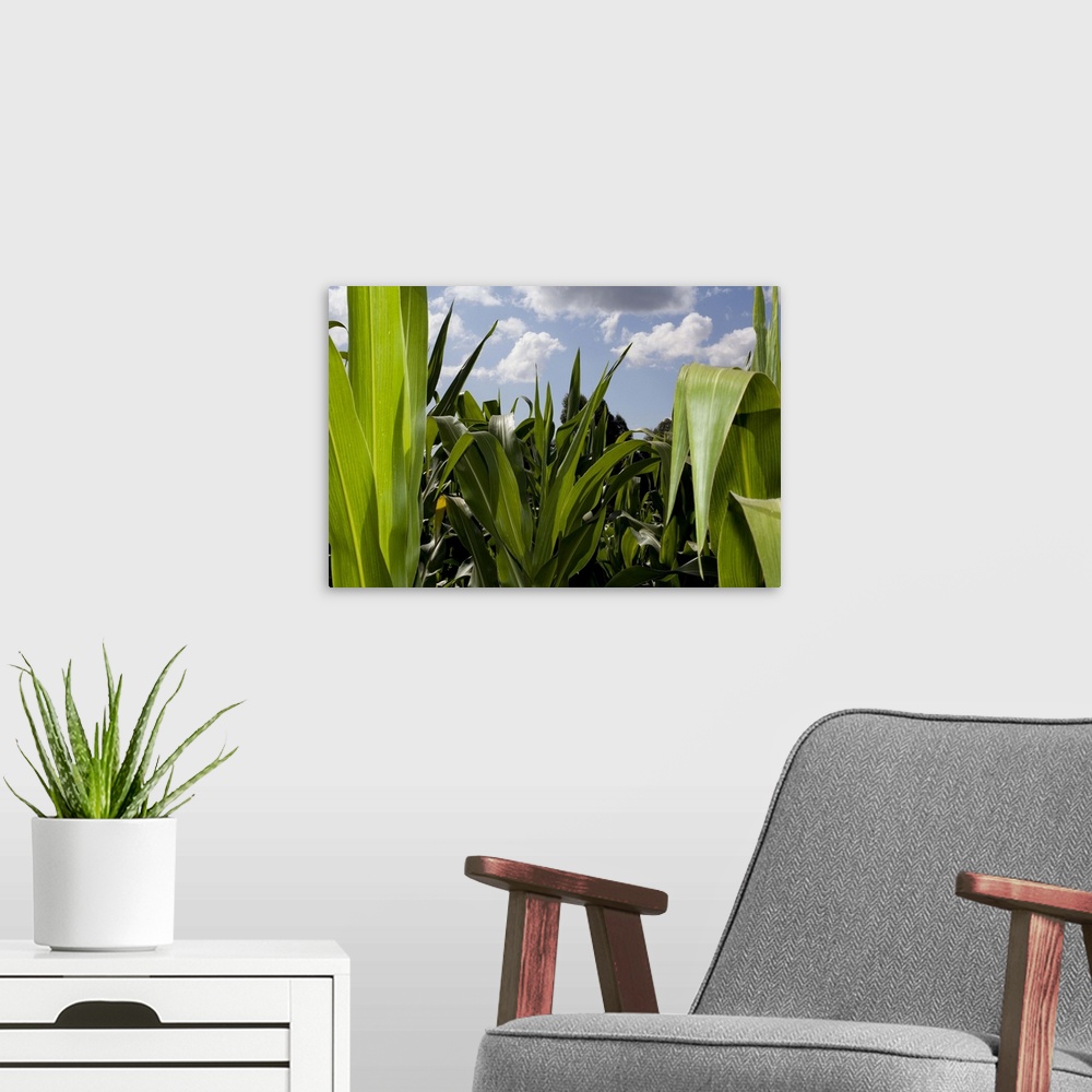 A modern room featuring young and freh looking plants of corn photographed outside. the corn field looks in good conditio...
