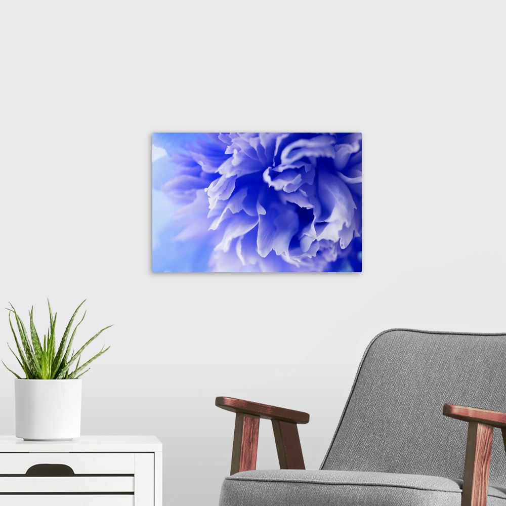A modern room featuring Close up photograph of a blue flower.