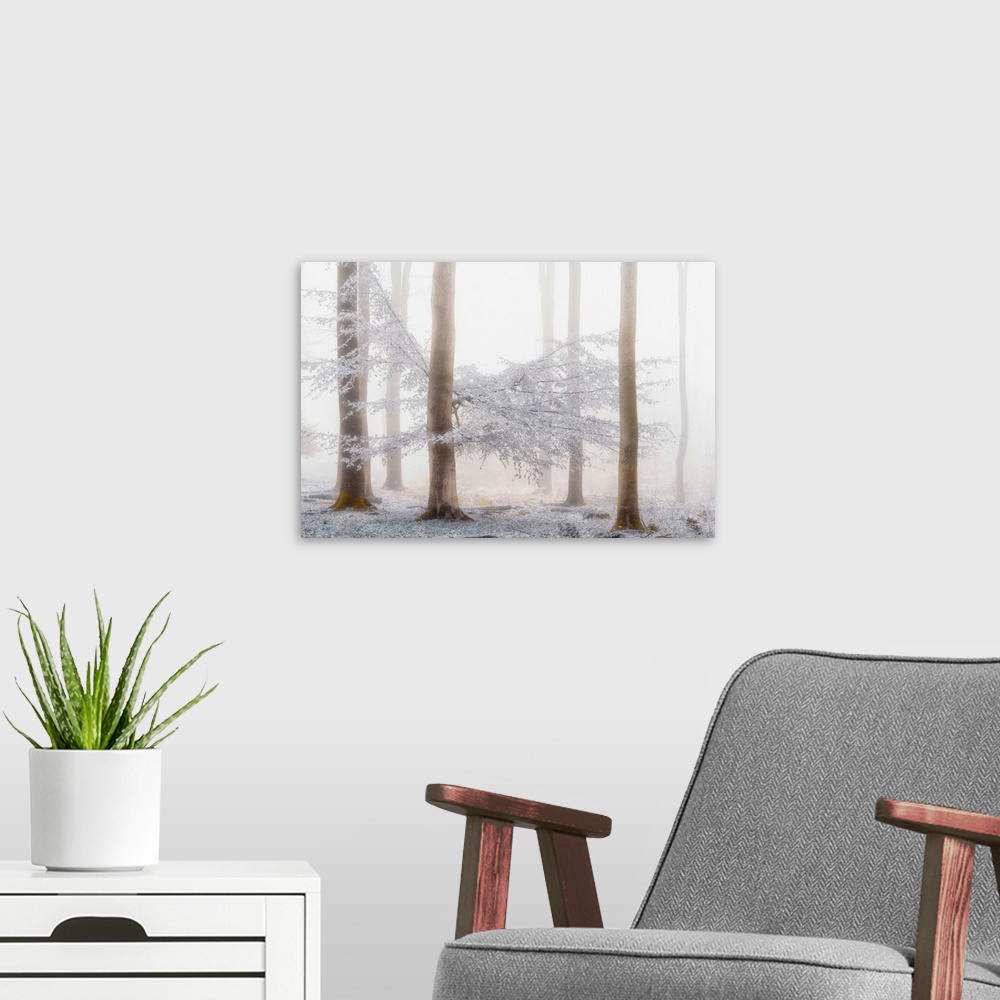 A modern room featuring A photograph of a forest winter snow.