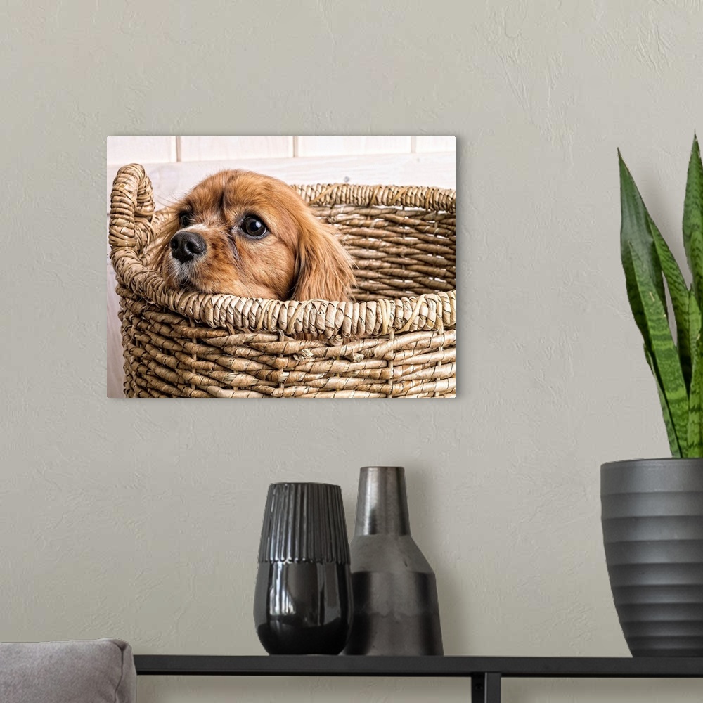 A modern room featuring King Charles Spaniel puppy.