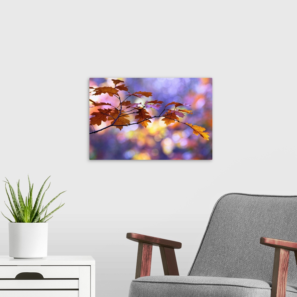 A modern room featuring A close up photograph of a branch of golden leaves during fall.