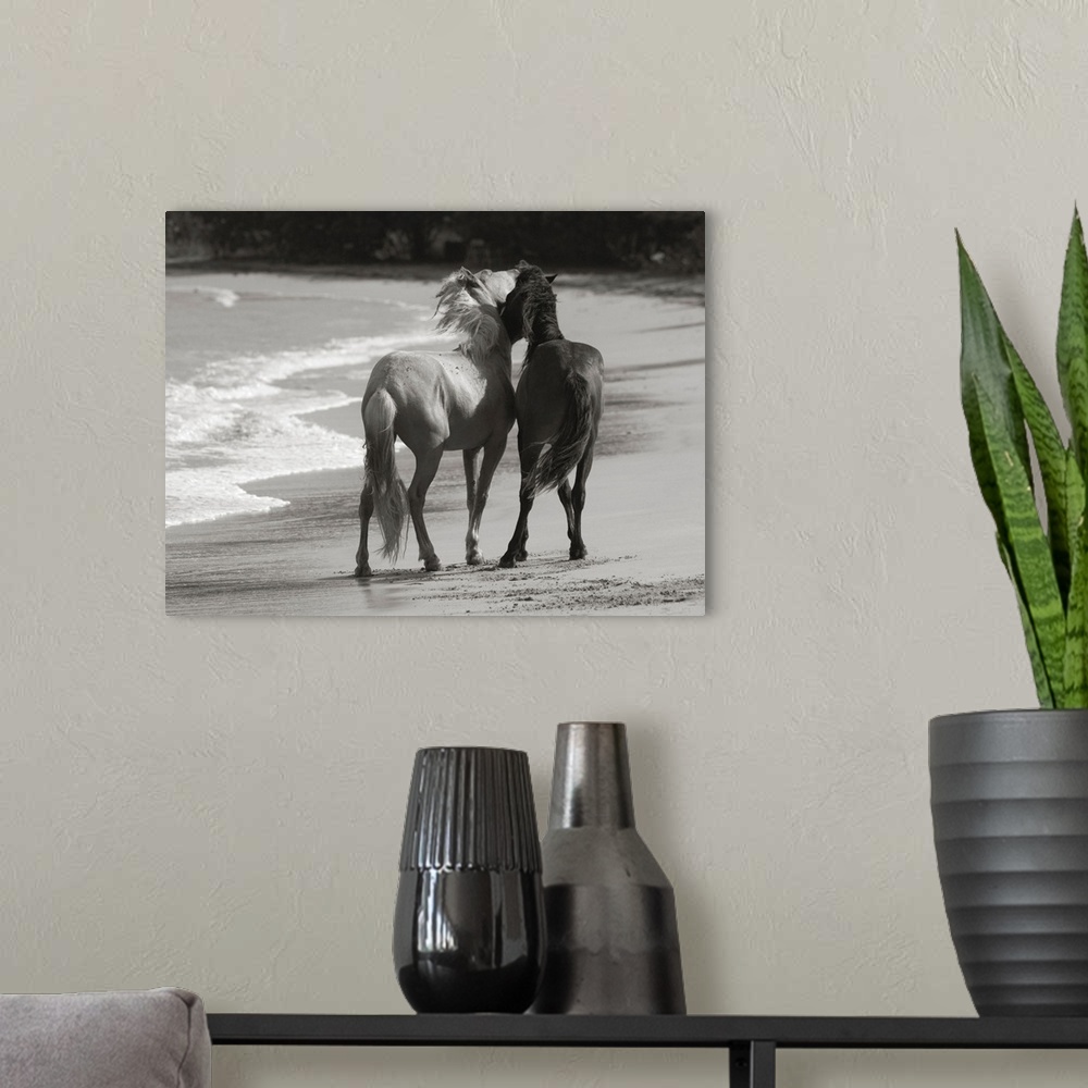 A modern room featuring Young Mustangs on Beach