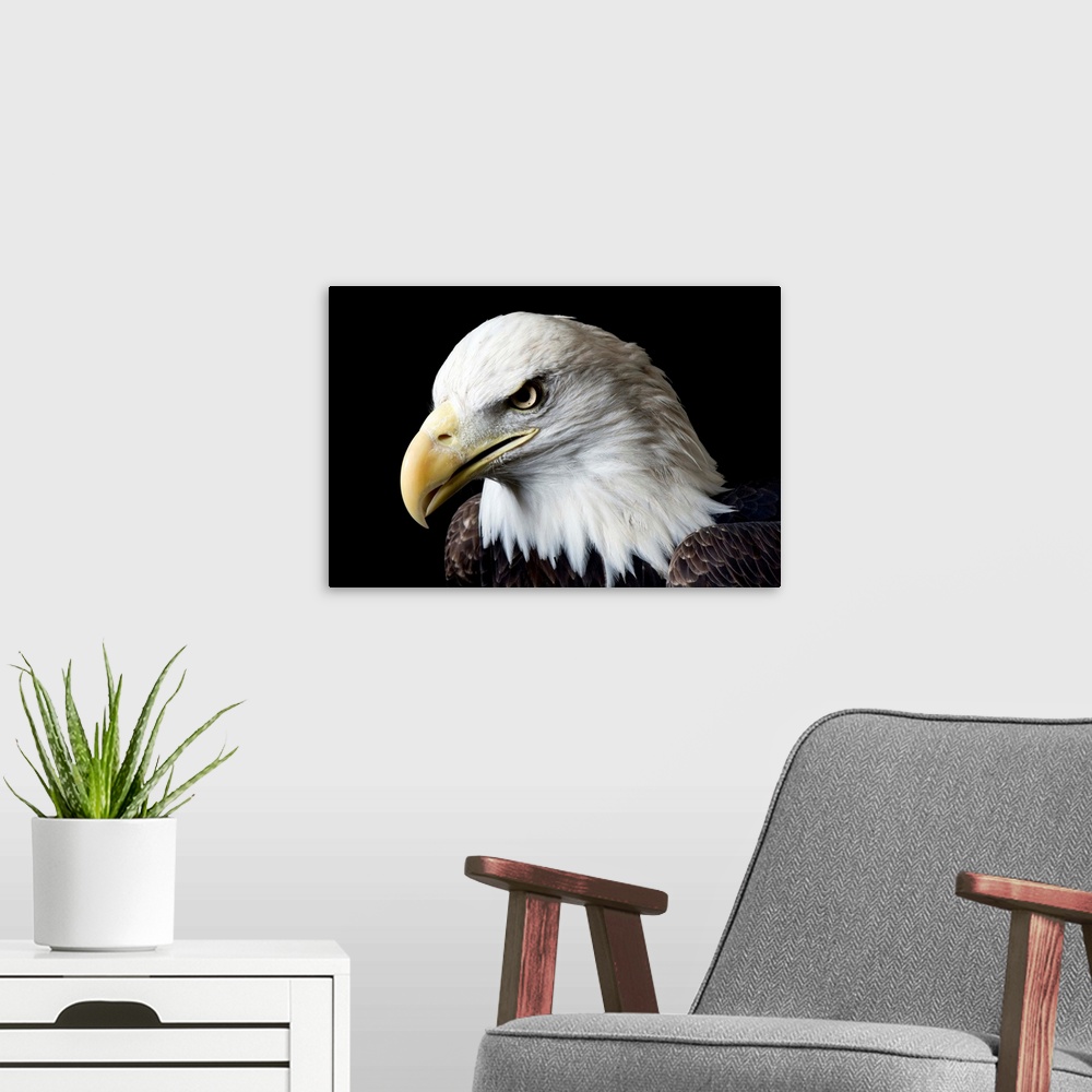 A modern room featuring A bald eagle, Haliaeetus leucocephalus, at the George M. Sutton Avian Research Center.