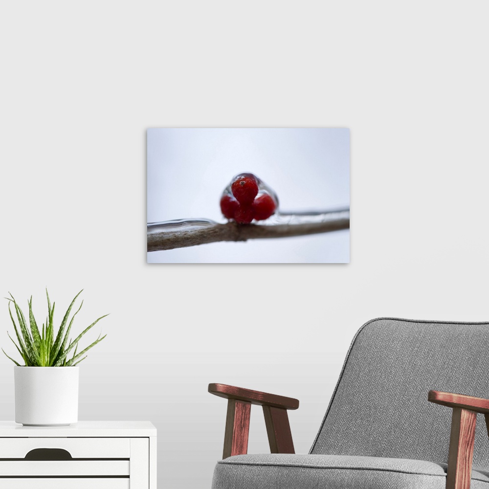 A modern room featuring A close-up of berries during winter, Lincoln, Nebraska