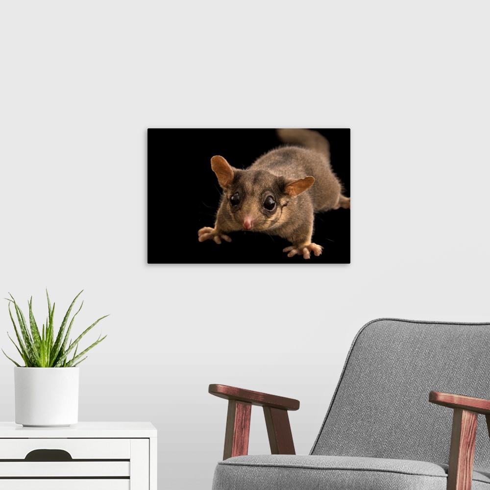 A modern room featuring A Leadbeater's possum, Gymnobelideus leadbeateri, at Healesville Sanctuary.