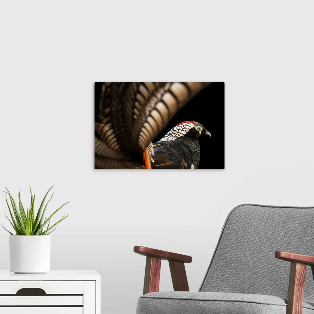 A modern room featuring A male Lady Amherst's pheasant, Chrysolophus amherstiae, at Pheasant Heaven.