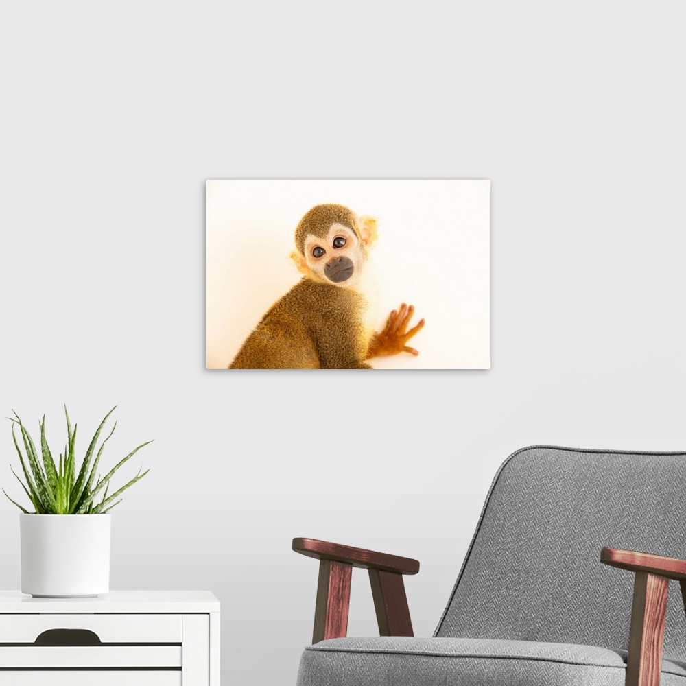 Prints, Prints, Art, Big Squirrel Wall Peruvian Monkey Canvas | Canvas Wall Great Peels A Black-Capped Framed