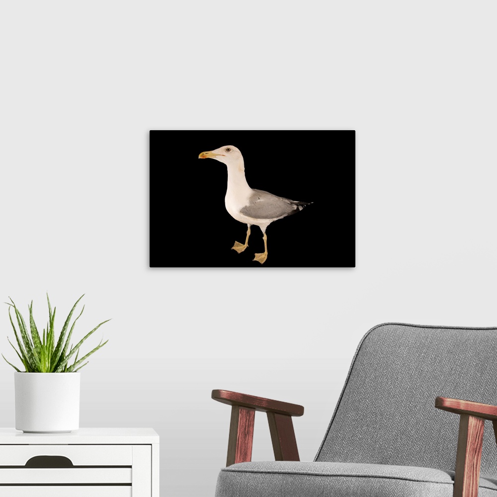 A modern room featuring A yellow legged gull, Larus michahellis michahellis, at the Wildlife Rescue Center (LIPU) of Rome.