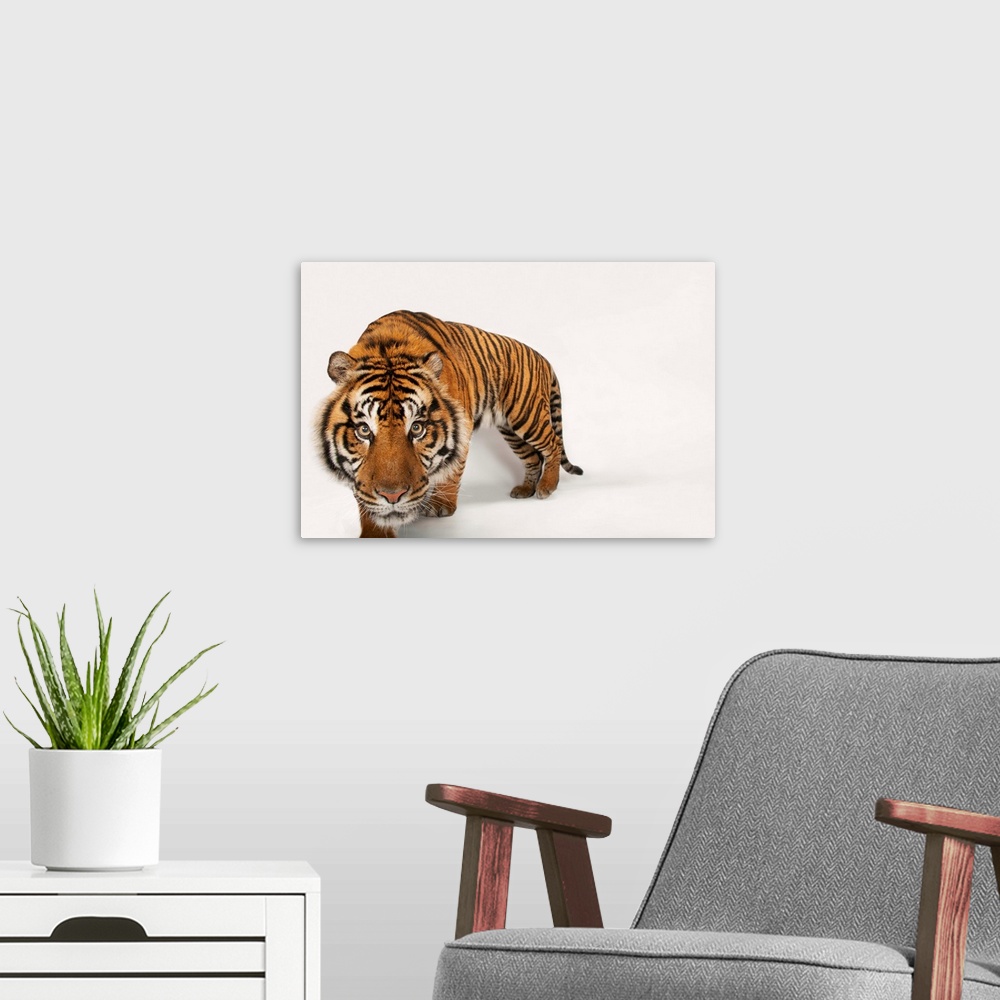 A modern room featuring An endangered Sumatran tiger, at the Miller Park Zoo