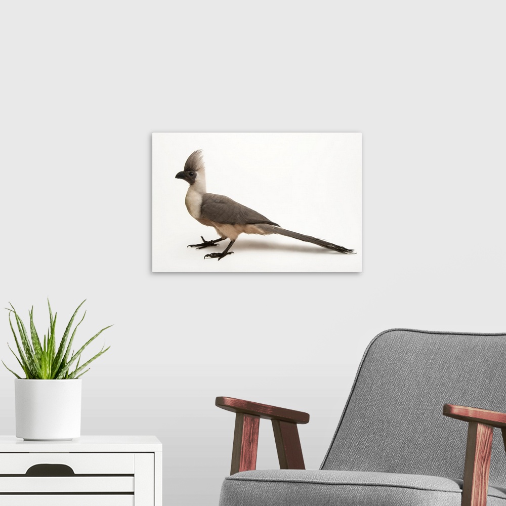 A modern room featuring Bare faced go-away-bird, Corythaixoides personata leopoldi.