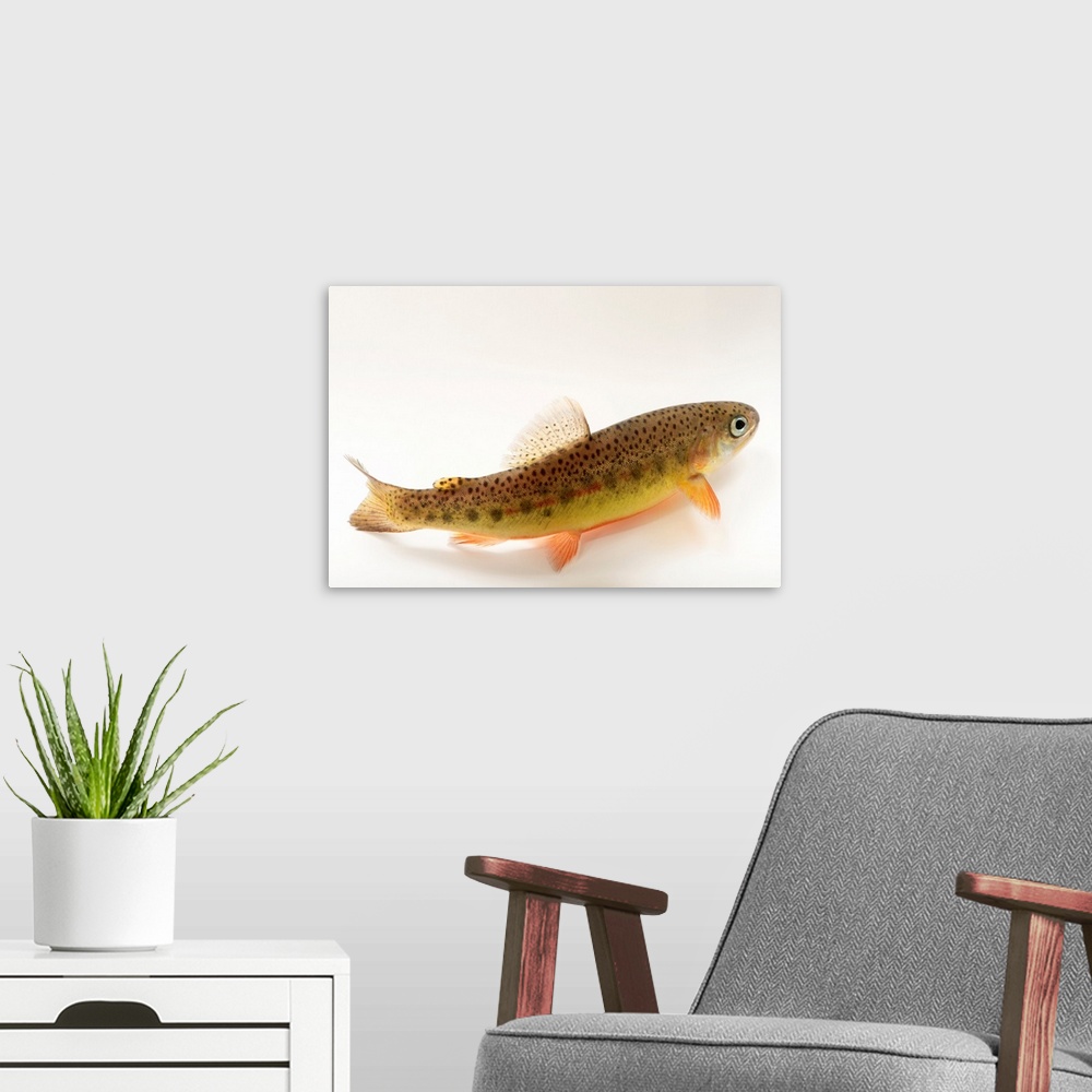 South Diamond Gila Trout, Oncorhynchus gilae gilae, at Mora National Fish Hatchery | Large Metal Wall Art Print | Great Big Canvas
