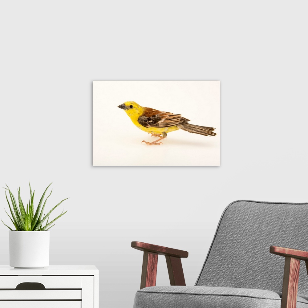 A modern room featuring Sudan golden sparrow, Passer luteus.