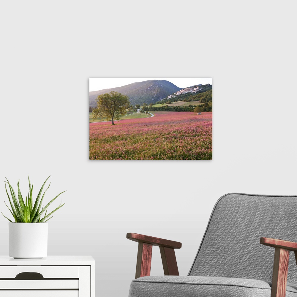 A modern room featuring Italy, Umbria, Campi. A field of sainfoin outside the small and ancient village of Campi, near No...