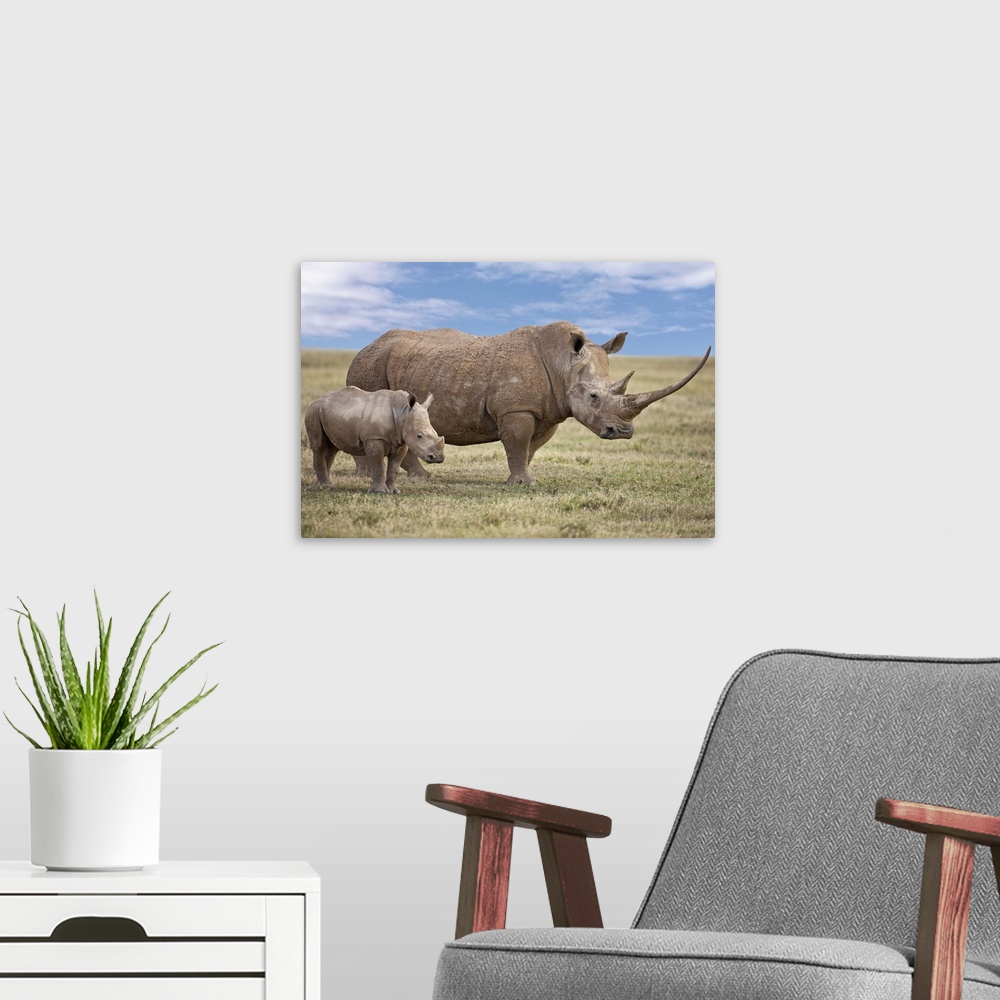 A modern room featuring A fine White rhino mother and calf in Solio Game Ranch.