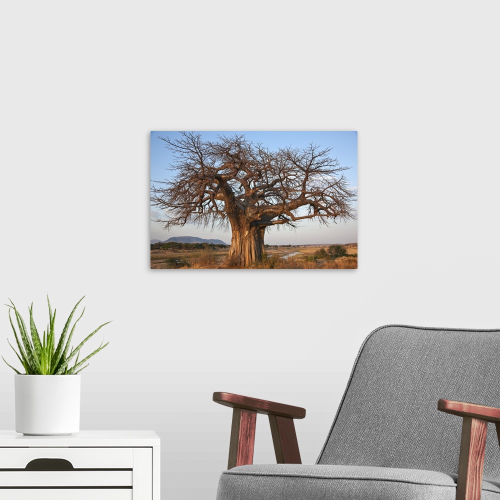 A modern room featuring A large Baobab tree growing on the banks of the Great Ruaha River in Ruaha National Park. Elephan...