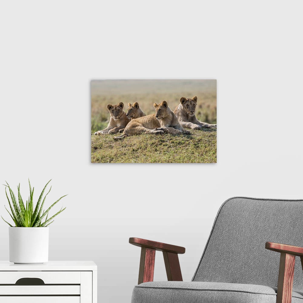 A modern room featuring Kenya, Masai Mara, Narok County. A pride of lions rests on a mound overlooking the plains of Masa...